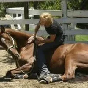 How to Succeed in Breaking a Horse
