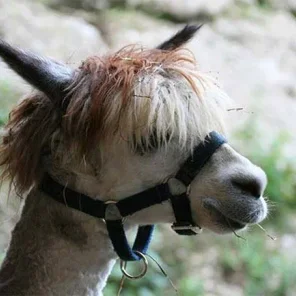 Alpaca History
