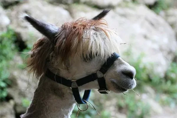 Alpaca History

