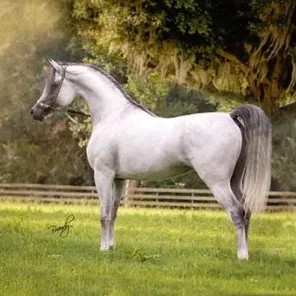 Miracle of Marwan