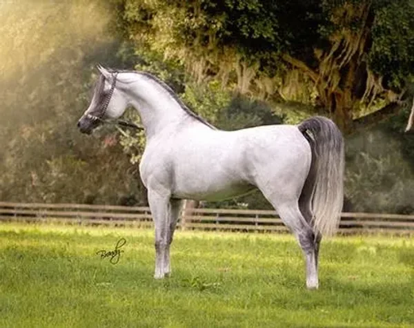 Miracle of Marwan