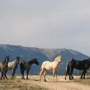 Pryor Mountain Mustang