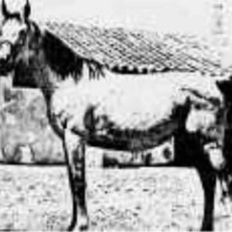 Fianza