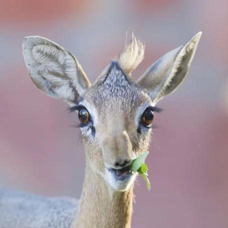 11 Delightful Facts About Dik-Diks That Will Make Them Your New Favorite Animal