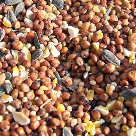 Variations of Bird Feed - what, when, how much, why...