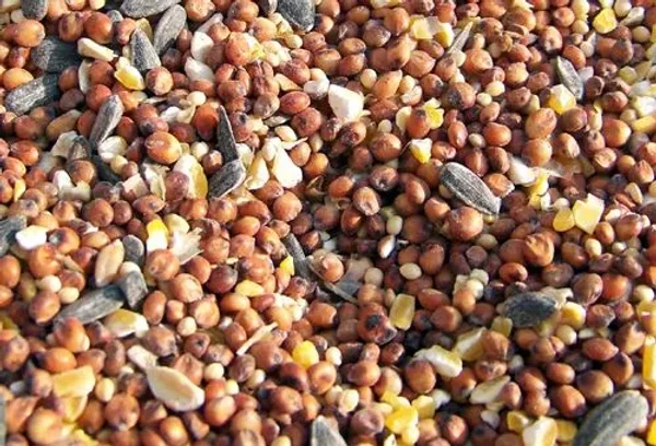 Variations of Bird Feed - what, when, how much, why...