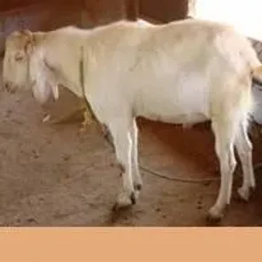 Jamnapari