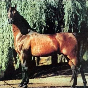 *ELIMAR