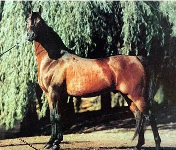 *ELIMAR