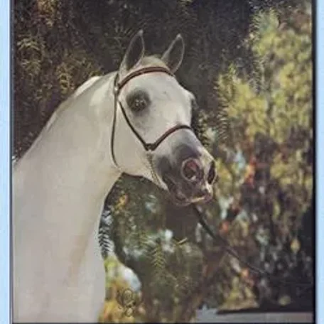 DRUZBA...1996 Polish Arabian Stallion