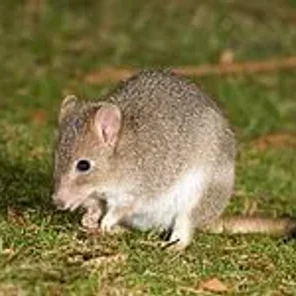 Bettong Lover