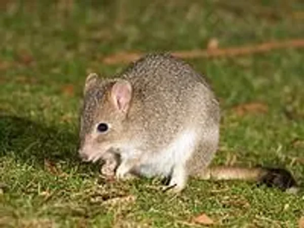 Bettong Lover