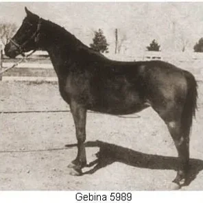 Gebina