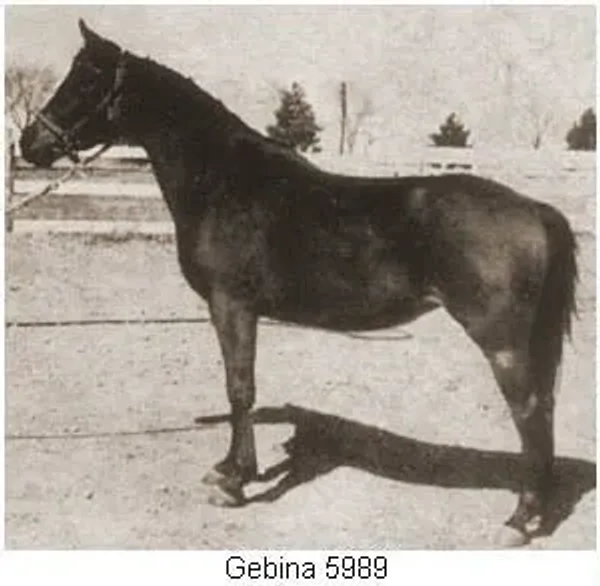 Gebina