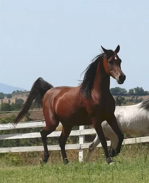 NARBEY