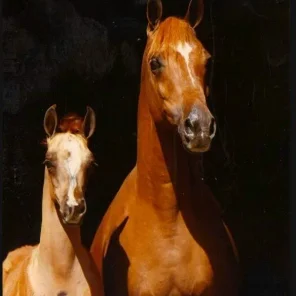 CC MONTESSA