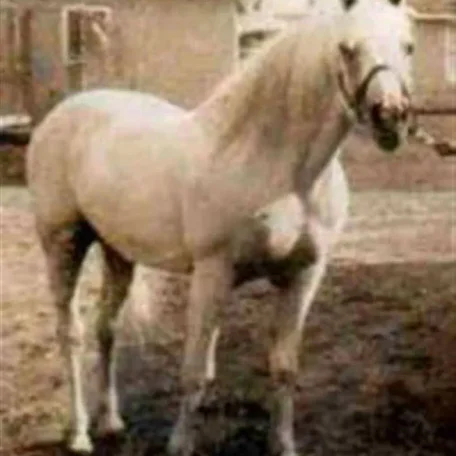 Raseyn and Raffles Arabian Horses