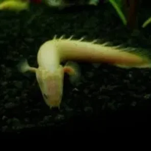 Bichir