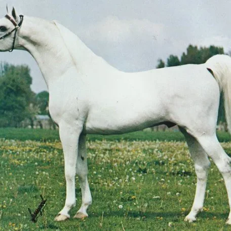 
          Photo by Luxemere Arabians
        