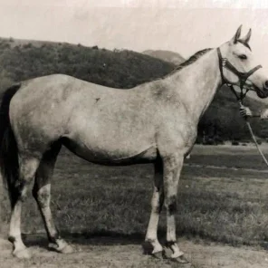 PROWIERKA