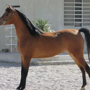 LILIAN HARANDI