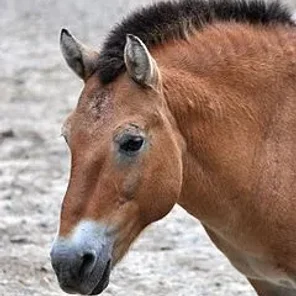 Przewalski's Horse