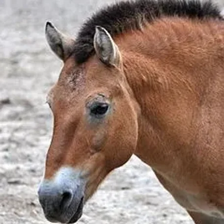 Przewalski's horse (pronounced /'vælski/ sh-VAL-skee or /z'vlski/ z-VAHL-skee; Khalkha Mongolian: , takhi; Ak Kaba Tuvan: [da//da] dagy; Polish: [p'valski]; Equus ferus przewalskii)
