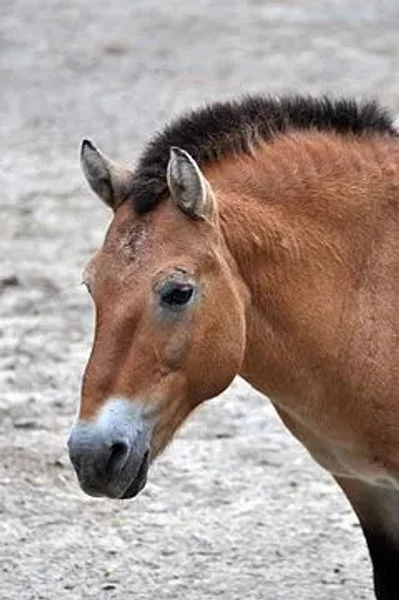 Przewalski's horse (pronounced /'vælski/ sh-VAL-skee or /z'vlski/ z-VAHL-skee; Khalkha Mongolian: , takhi; Ak Kaba Tuvan: [da//da] dagy; Polish: [p'valski]; Equus ferus przewalskii)