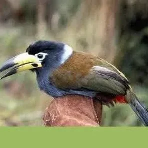 Mountain Toucan