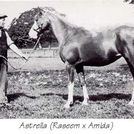 Astrella