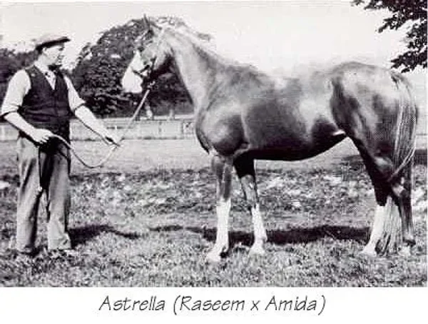 Astrella
