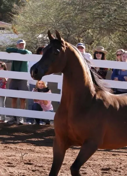 Royal Arabians