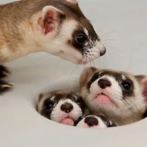 Ferret Ownership: In-Depth