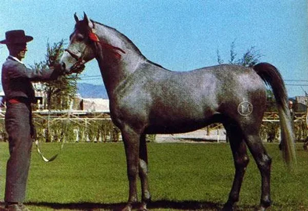 Zorba