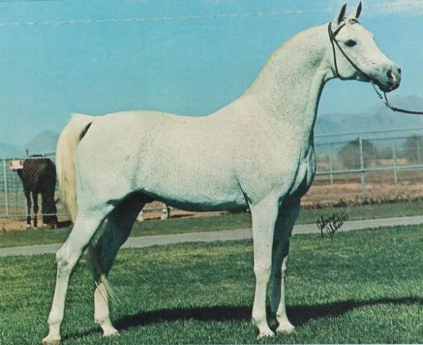 *FARAON++