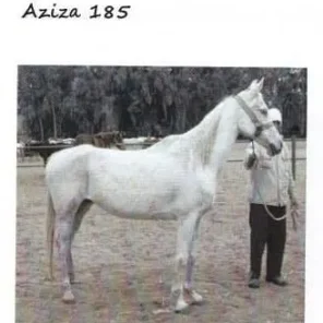 AZIZA