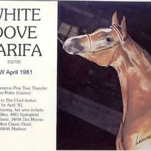 White Dove Zarifa