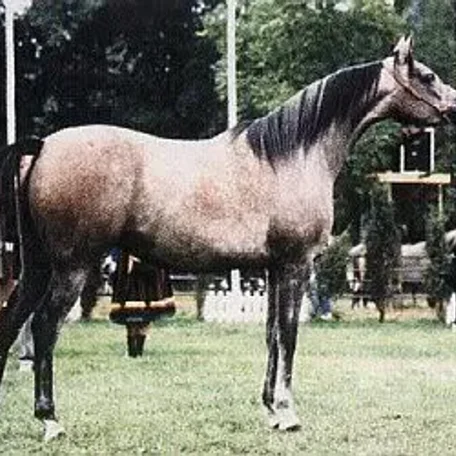 Pinia