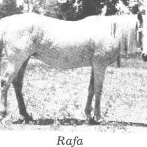 RAFA
