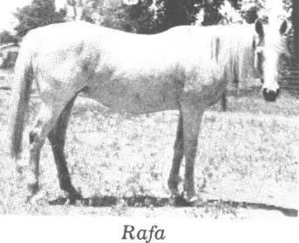 RAFA