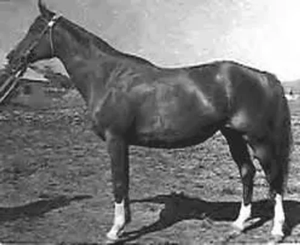 Malpia