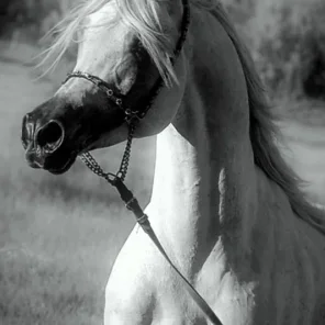
                Photo by Acevedo Arabians
              