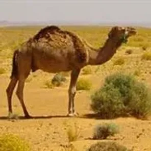 F2 Hybrid Dromedary