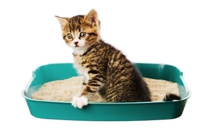 Constipation in Cats: Symptoms and Treatment