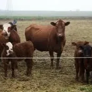 American Beef Friesian