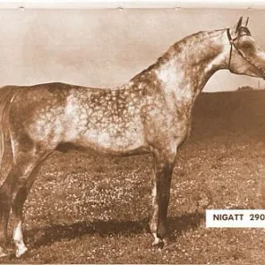 NIGATT
