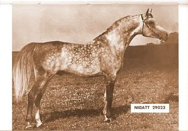 NIGATT