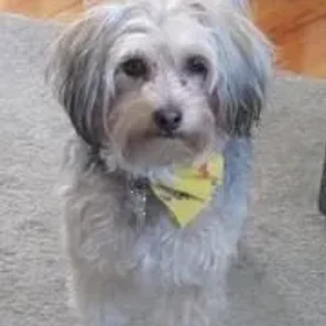 Silky Coton (Designer Dog)