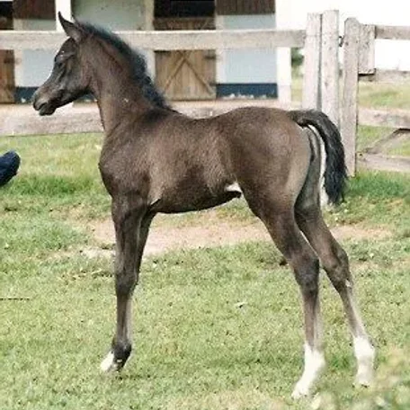 ADIVA HJ (Hylan x Alfomfra - *Cobrah)
- criação e prop./ breed and owned:
Alexandre Barcelos e Maria Beatriz - Haras Juramento