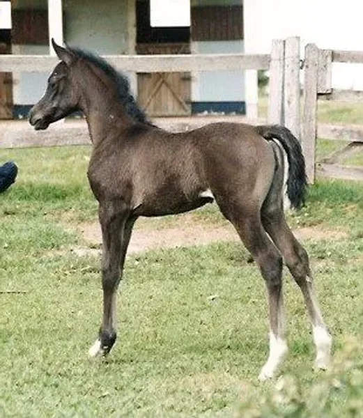 ADIVA HJ (Hylan x Alfomfra - *Cobrah)
- criação e prop./ breed and owned:
Alexandre Barcelos e Maria Beatriz - Haras Juramento